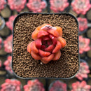 Echeveria 'Red Gilva' 1" Succulent Plant Cutting