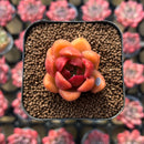 Echeveria 'Red Gilva' 1" Succulent Plant Cutting