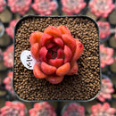 Echeveria 'Red Gilva' 1" Succulent Plant Cutting