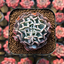 Echeveria 'Revolution' 1"-2" Succulent Plant Cutting