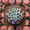 Echeveria 'Revolution' 1"-2" Succulent Plant Cutting