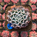 Echeveria 'Revolution' 1"-2" Succulent Plant Cutting