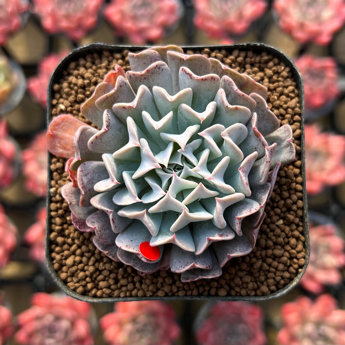 Echeveria 'Revolution' 1"-2" Succulent Plant Cutting