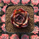 Echeveria 'Melodious' Type A 1"-2" Succulent Plant Cutting