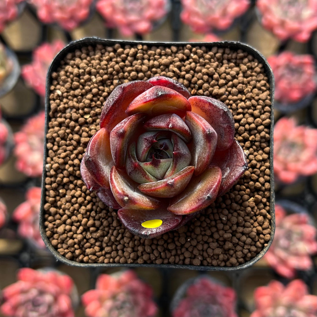 Echeveria 'Melodious' Type A 1"-2" Succulent Plant Cutting