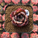 Echeveria 'Melodious' Type A 1"-2" Succulent Plant Cutting