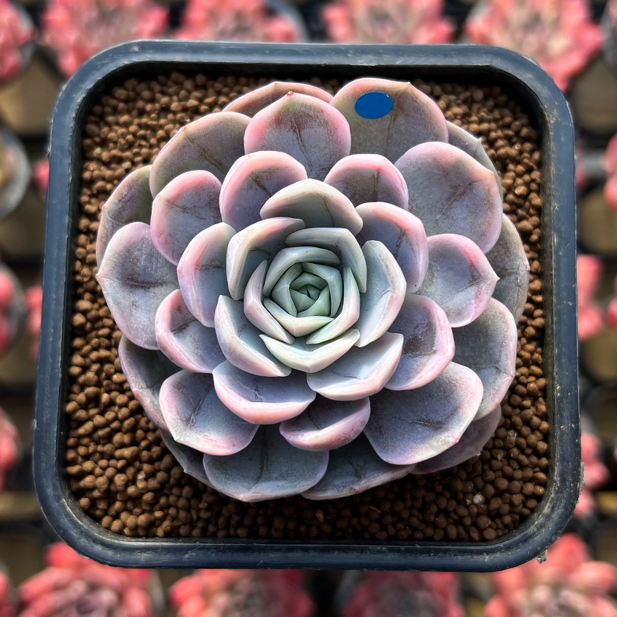 Echeveria 'Blue Surprise' Variegated 2" Succulent Plant Cutting