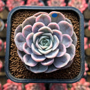 Echeveria 'Blue Surprise' Variegated 2" Succulent Plant Cutting