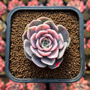 Echeveria 'Blue Surprise' Variegated 2" Succulent Plant Cutting