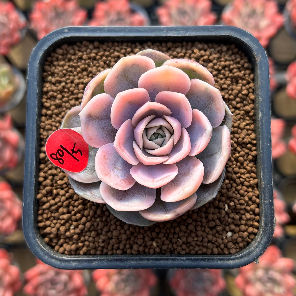 Echeveria 'Blue Surprise' Variegated 2" Succulent Plant Cutting