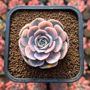 Echeveria 'Blue Surprise' Variegated 2" Succulent Plant Cutting