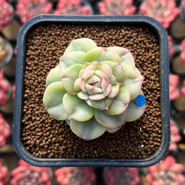 Sedeveria 'Rolly' Variegated 2" Succulent Plant Cutting