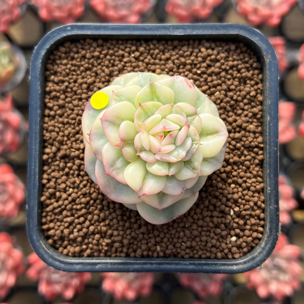 Sedeveria 'Rolly' Variegated 2" Succulent Plant Cutting