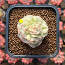 Sedeveria 'Rolly' Variegated 2" Succulent Plant Cutting