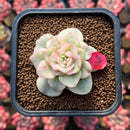 Sedeveria 'Rolly' Variegated 2" Succulent Plant Cutting