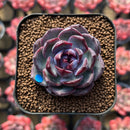 Echeveria 'Wild Berry' 1" Succulent Plant Cutting