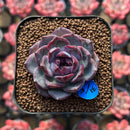 Echeveria 'Wild Berry' 1" Succulent Plant Cutting