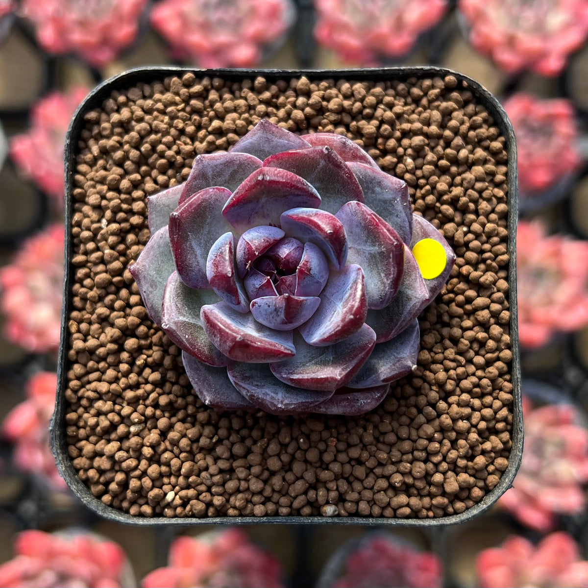 Echeveria 'Wild Berry' 1" Succulent Plant Cutting