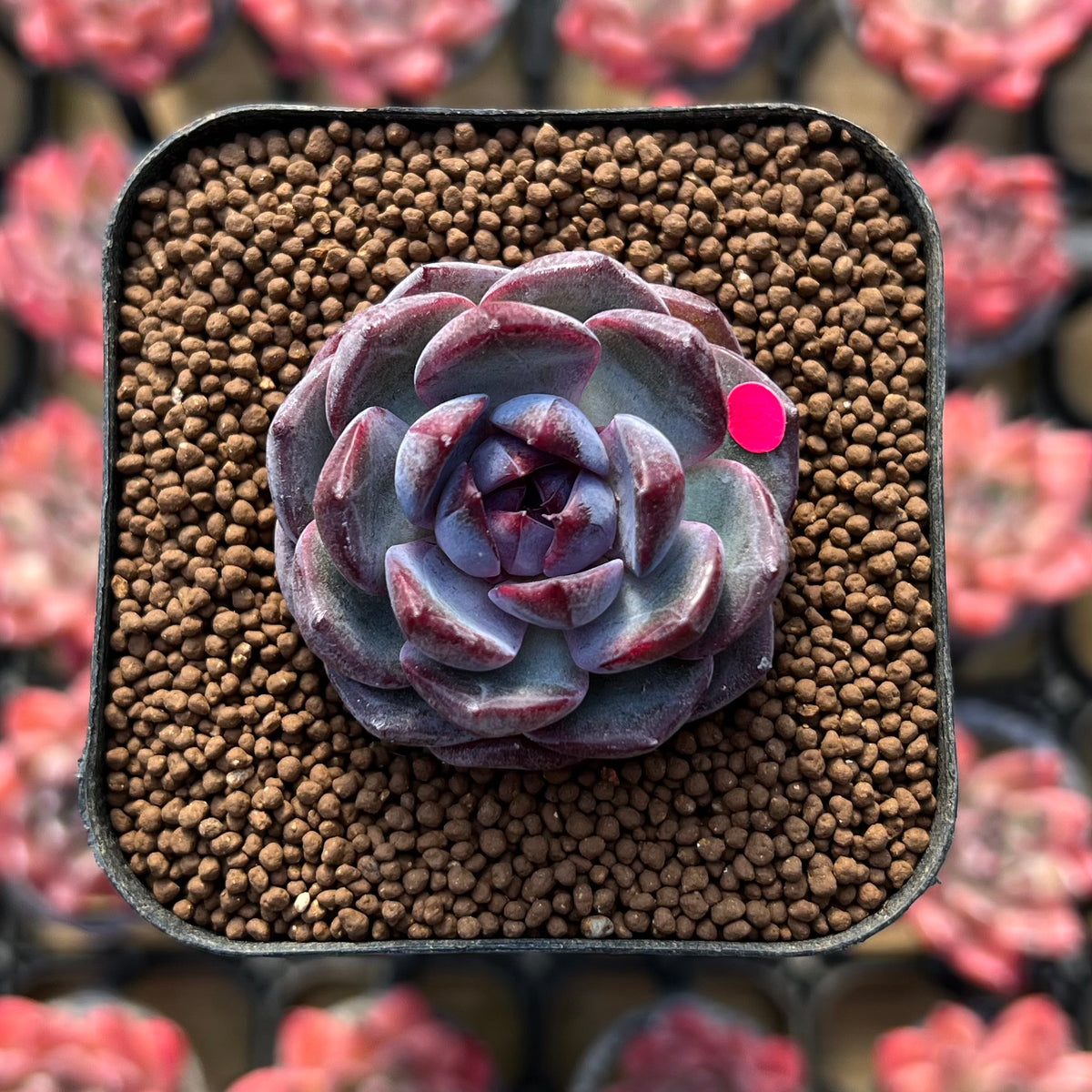 Echeveria 'Wild Berry' 1" Succulent Plant Cutting