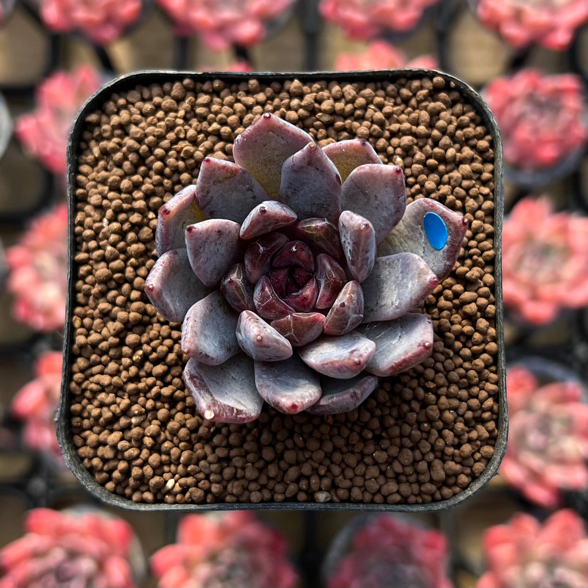 Echeveria 'Hyalina' x 'Blood Maria' Hybrid 1"-2" Flower Village Hybrid Succulent Plant Cutting
