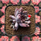 Echeveria 'Hyalina' x 'Blood Maria' Hybrid 1"-2" Flower Village Hybrid Succulent Plant Cutting