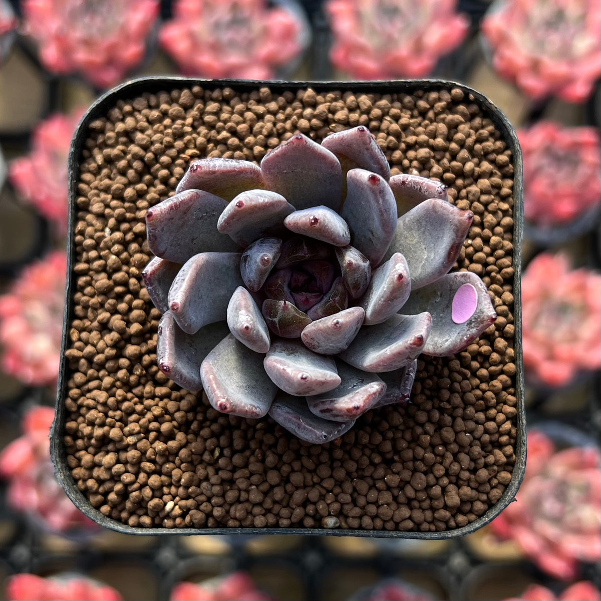 Echeveria 'Hyalina' x 'Blood Maria' Hybrid 1"-2" Flower Village Hybrid Succulent Plant Cutting