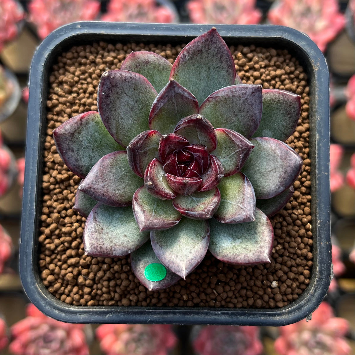 Echeveria 'Black Bear' 2" Succulent Plant Cutting