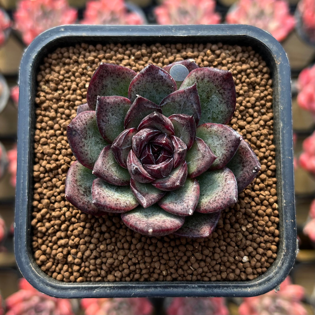 Echeveria 'Black Bear' 2" Succulent Plant Cutting