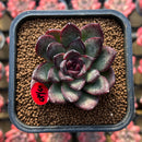 Echeveria 'Black Bear' 2" Succulent Plant Cutting
