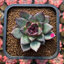Echeveria 'Black Bear' 2" Succulent Plant Cutting