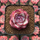 Echeveria 'Chubby Bunny' 1"-2" Succulent Plant Cutting