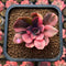 Echeveria 'Hanaikada' Variegated 1"-2" Succulent Plant Cutting