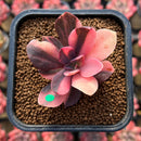 Echeveria 'Hanaikada' Variegated 1"-2" Succulent Plant Cutting