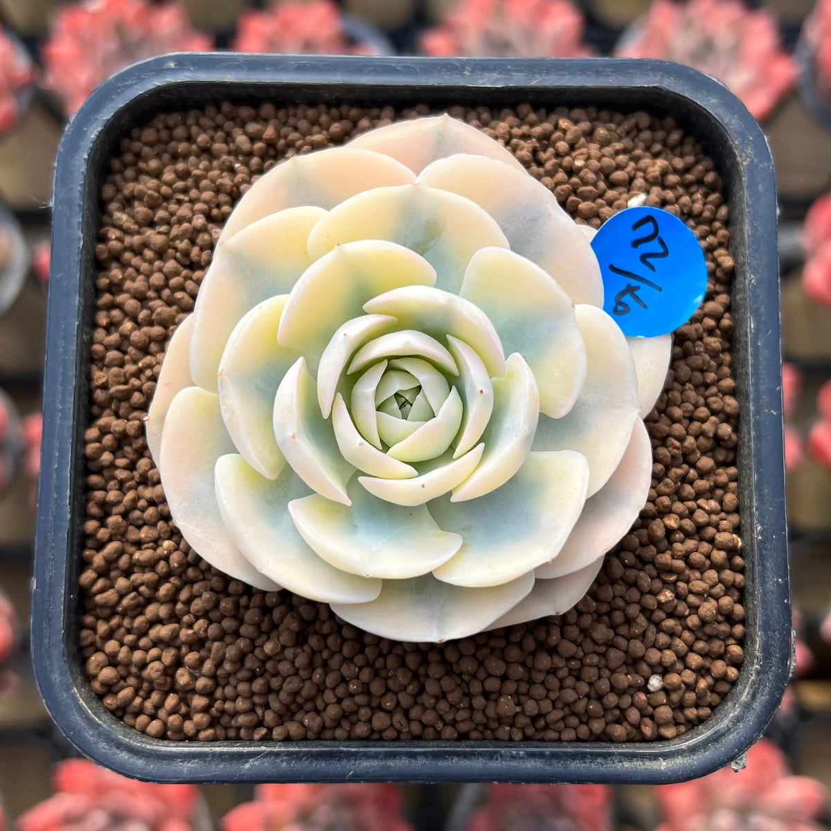 Echeveria Runyonii Variegated (Aka Echeveria 'Akaihosi' Variegated) Round Leaf 2" Succulent Plant Cutting