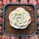 Echeveria Runyonii Variegated (Aka Echeveria 'Akaihosi' Variegated) Round Leaf 2" Succulent Plant Cutting