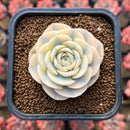 Echeveria Runyonii Variegated (Aka Echeveria 'Akaihosi' Variegated) Round Leaf 2" Succulent Plant Cutting