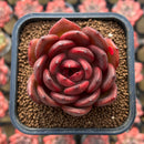 Echeveria 'Hongjo' ('Black Rose' x Laui Hybrid) 2" Flower Village Hybrid Succulent Plant Cutting