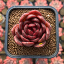 Echeveria 'Hongjo' ('Black Rose' x Laui Hybrid) 2" Flower Village Hybrid Succulent Plant Cutting