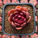 Echeveria 'Hongjo' ('Black Rose' x Laui Hybrid) 2" Flower Village Hybrid Succulent Plant Cutting