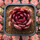 Echeveria 'Hongjo' ('Black Rose' x Laui Hybrid) 2" Flower Village Hybrid Succulent Plant Cutting