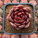 Echeveria 'Hongjo' ('Black Rose' x Laui Hybrid) 2" Flower Village Hybrid Succulent Plant Cutting