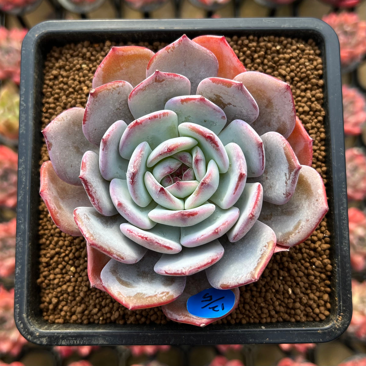 Echeveria 'Horizon' 2"-3" Succulent Plant Cutting
