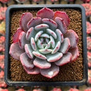 Echeveria 'Horizon' 2"-3" Succulent Plant Cutting