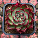 Echeveria Agavoides 'Sarabony' Superclone 2" Succulent Plant Cutting