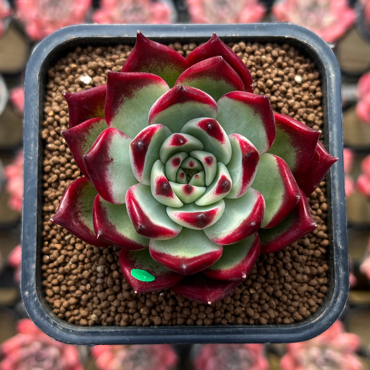 Echeveria Agavoides 'Sarabony' Superclone 2" Succulent Plant Cutting