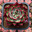Echeveria Agavoides 'Sarabony' Superclone 2" Succulent Plant Cutting
