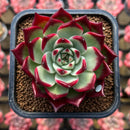 Echeveria Agavoides 'Sarabony' Superclone 2" Succulent Plant Cutting