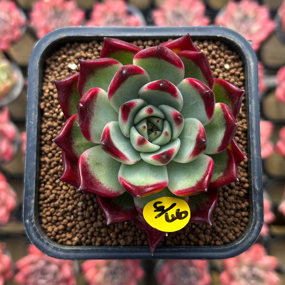 Echeveria Agavoides 'Sarabony' Superclone 2" Succulent Plant Cutting
