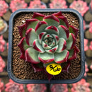 Echeveria Agavoides 'Sarabony' Superclone 2" Succulent Plant Cutting