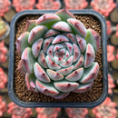 Echeveria 'Pavely' 2" Succulent Plant Cutting